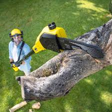 Best Arborist Consultation Services  in Ackerman, MS