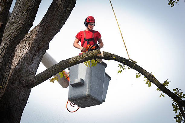 Leaf Removal in Ackerman, MS